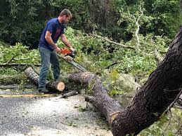 How Our Tree Care Process Works  in  Golden Meadow, LA