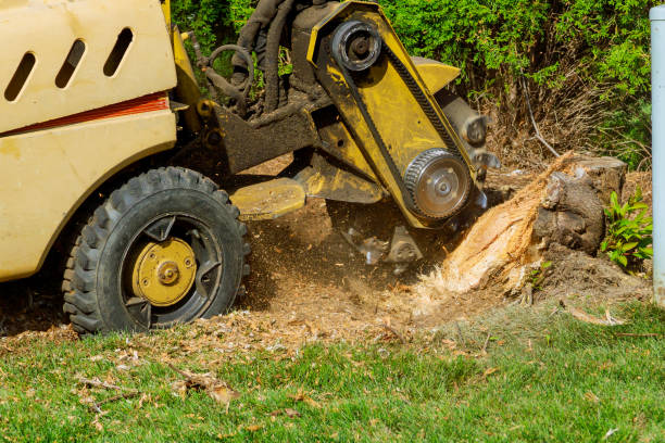 Tree and Shrub Care in Golden Meadow, LA